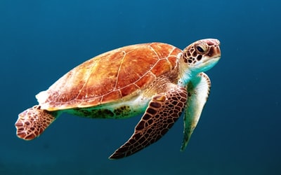 在水下游泳的褐龟
